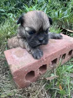 Happy, a male Shih Tzu for sale in Mobile, AL – 6 of 7
