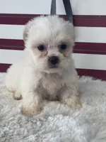 Kit, a female Shichon for sale in Mobile, AL – 2 of 4