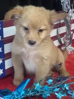Fozzie, a male Pomchi for sale in Mobile, AL – 4 of 4