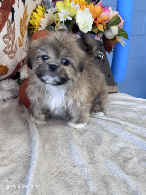 Loaf – Shih Tzu puppy for sale in Grand Bay, AL