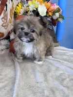 Loaf, a male Shih Tzu for sale in Grand Bay, AL – 1 of 4