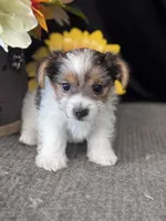 Manny, a male Yorkshire Terrier for sale in Grand Bay, AL – 4 of 4