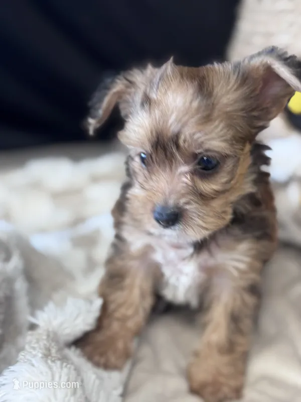 Horas – Yorkshire Terrier, Poodle - Toy  puppy for sale in Grand Bay, AL