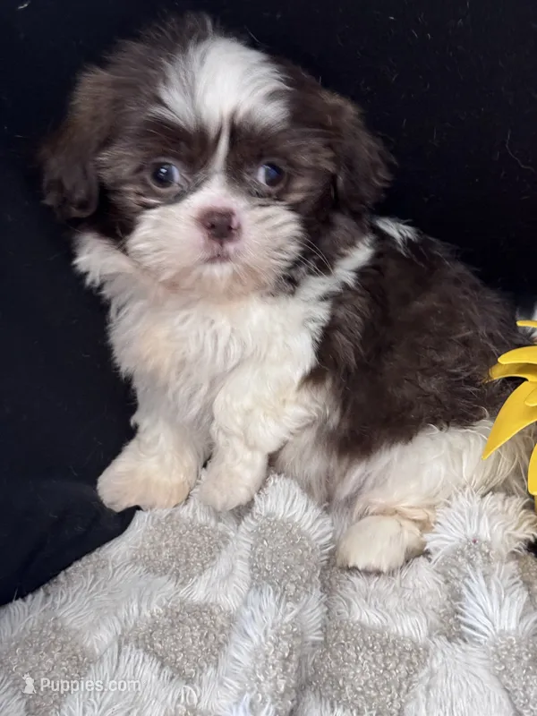 Kaden – Shih Tzu puppy for sale in Grand Bay, AL