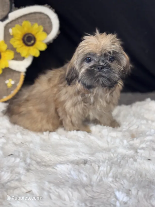 Amanda – Shih Tzu puppy for sale in Mobile, AL