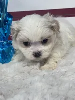 Rowen, a male Mal Shi for sale in Mobile, AL – 3 of 5
