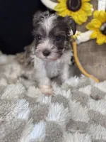Percy, a male Miniature Schnauzer for sale in Grand Bay, AL – 6 of 6