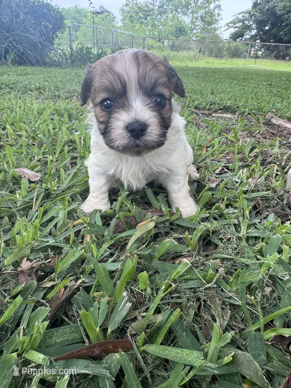 Keyson – Maltipoo puppy for sale in Mobile, AL