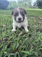 Keyson, a male Maltipoo for sale in Mobile, AL – 1 of 3