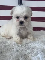 Kit, a female Shichon for sale in Mobile, AL – 1 of 4