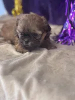 Kryptonite, a male Shih Tzu for sale in Mobile, AL – Photo 3 of 5