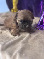 Kryptonite, a male Shih Tzu for sale in Mobile, AL – Photo 2 of 5