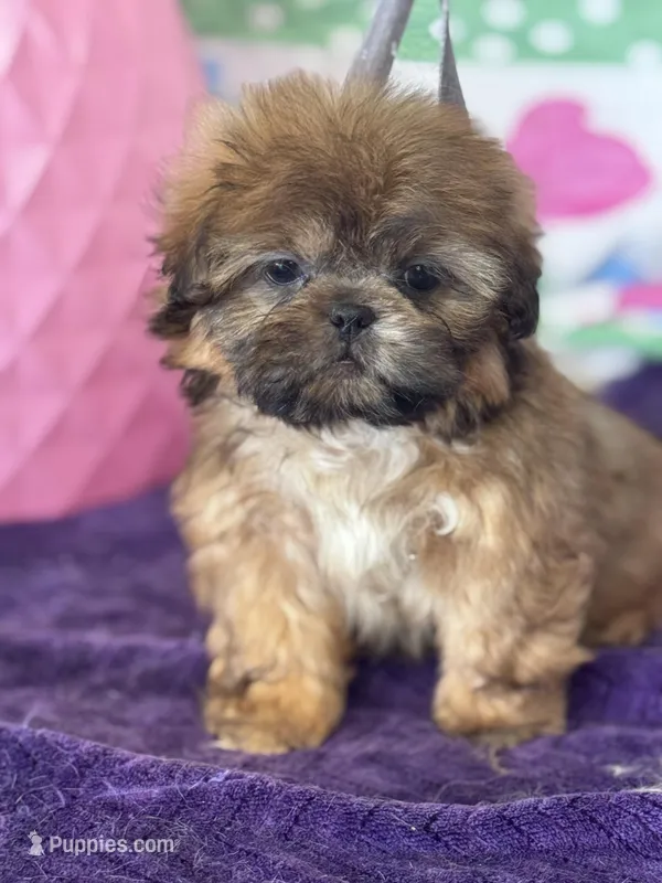 Kryptonite – Shih Tzu puppy for sale in Mobile, AL