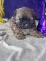 Kryptonite, a male Shih Tzu for sale in Mobile, AL – Photo 4 of 5