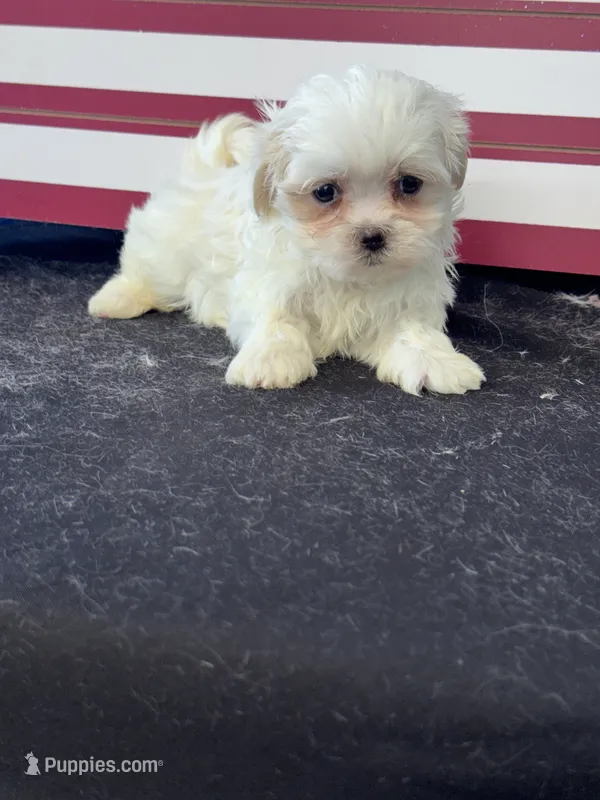 Ezra – Mal Shi puppy for sale in Mobile, AL