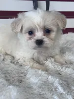 Isolde, a female Shichon for sale in Mobile, AL – 2 of 3