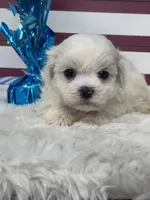 Rowen, a male Mal Shi for sale in Mobile, AL – 4 of 5