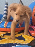 Fozzy, a male Chihuahua and Pomchi for sale in Mobile, AL – 4 of 5
