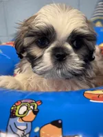 Jace, a male Shih Tzu for sale in Mobile, AL – 1 of 7