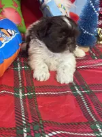 Solstice , a female Shih Tzu for sale in Mobile, AL – 3 of 5