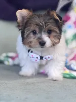 Ligget, a male Yorkshire Terrier for sale in Mobile, AL – Photo 2 of 4