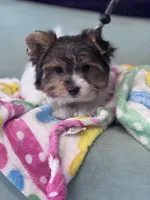 Ligget, a male Yorkshire Terrier for sale in Mobile, AL – Photo 4 of 4