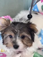 Ligget, a male Yorkshire Terrier for sale in Mobile, AL – Photo 3 of 4
