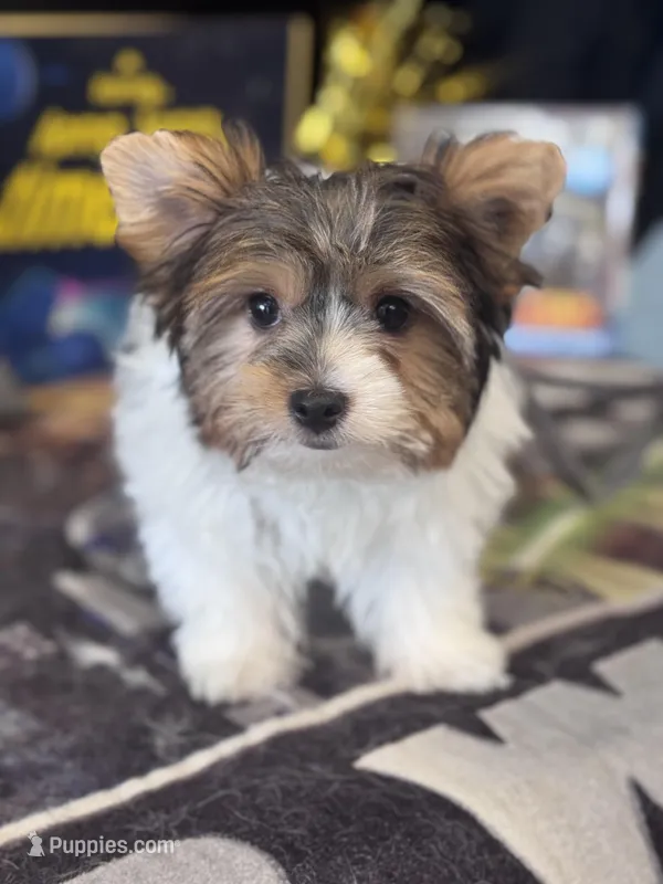 Ligget – Yorkshire Terrier puppy for sale in Mobile, AL