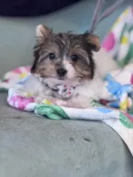 Ligget, a male Yorkshire Terrier for sale in Mobile, AL – Photo 1 of 4