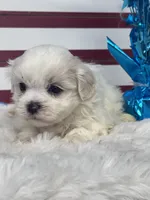 Rowen, a male Mal Shi for sale in Mobile, AL – 2 of 5
