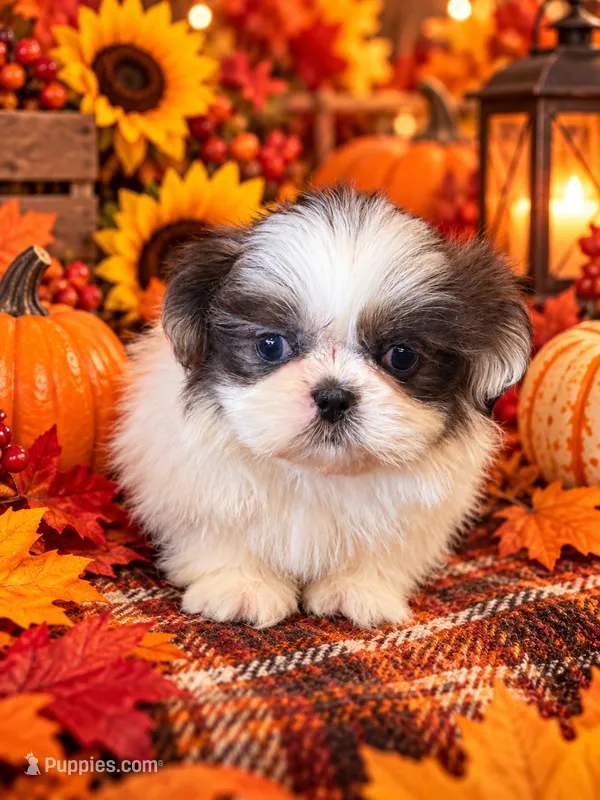 Azul – Shih Tzu puppy for sale in Grand Bay, AL