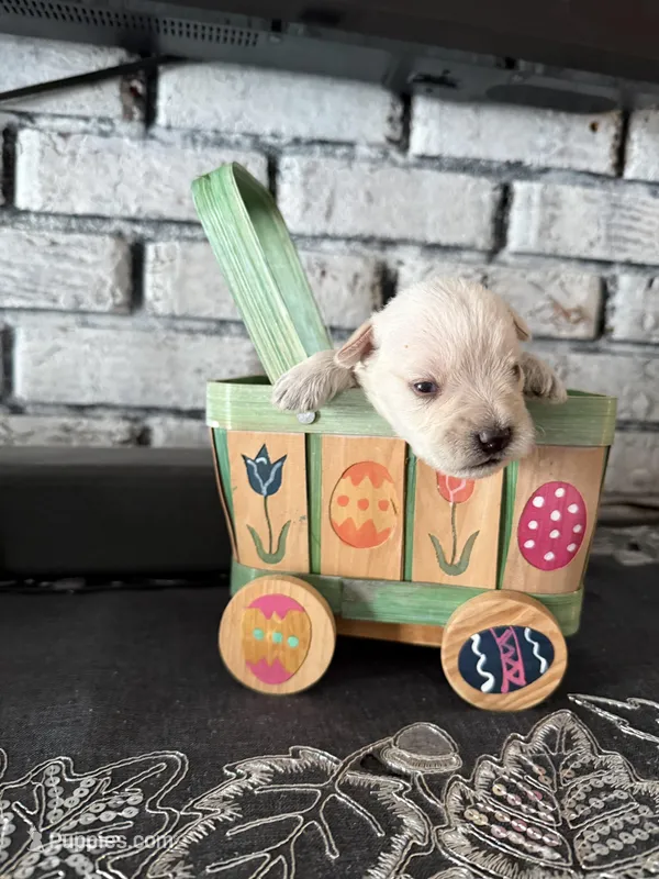 River – Miniature Schnauzer puppy for sale in Mobile, AL