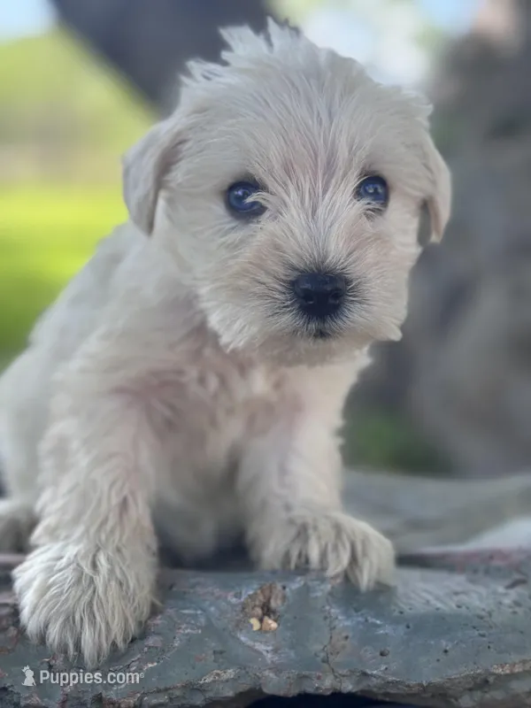 River – Miniature Schnauzer puppy for sale in Mobile, AL
