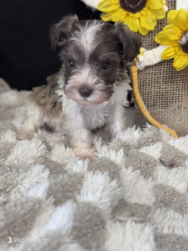 Percy – Miniature Schnauzer puppy for sale in Grand Bay, AL