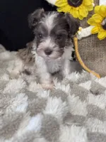Percy, a male Miniature Schnauzer for sale in Grand Bay, AL – 1 of 6