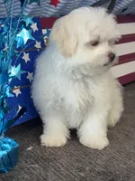 Girasol, a male Maltese for sale in Mobile, AL – 3 of 5