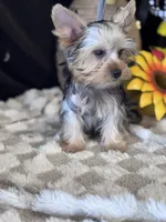 Sir Sly, a male Yorkshire Terrier for sale in Grand Bay, AL – 1 of 5
