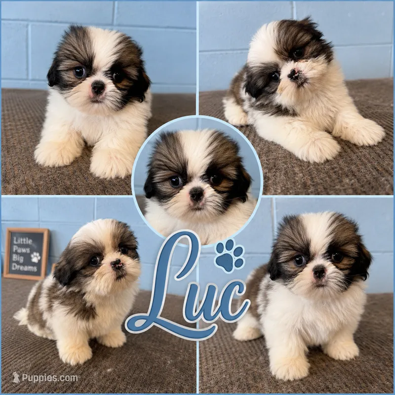 Luc – Shih Tzu puppy for sale in Mobile, AL