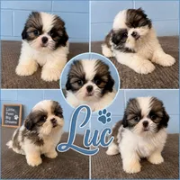 Luc, a male Shih Tzu for sale in Mobile, AL – 1 of 1
