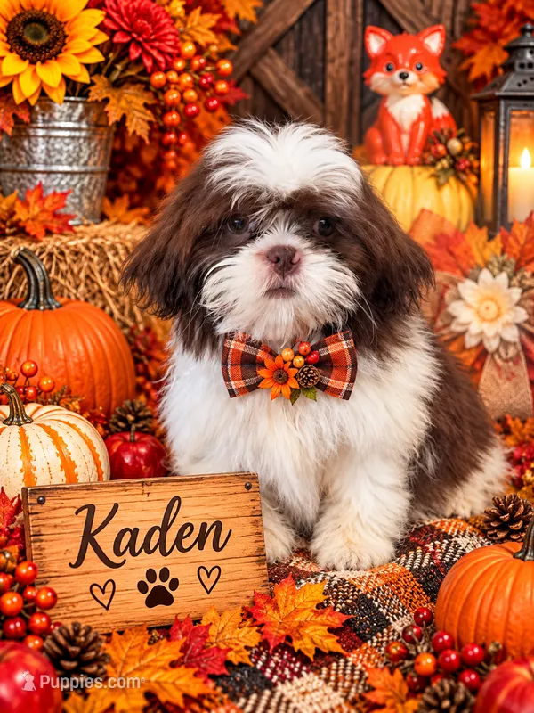 Kaden – Shih Tzu puppy for sale in Grand Bay, AL