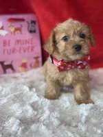 Finnegan , a female Yorkipoo for sale in Mobile, AL – Photo 1 of 3