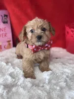 Finnegan , a female Yorkipoo for sale in Mobile, AL – Photo 2 of 3