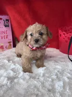 Finnegan , a female Yorkipoo for sale in Mobile, AL – Photo 3 of 3