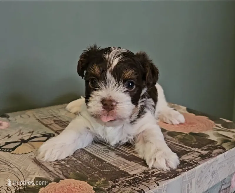 Lovie – Yorkshire Terrier puppy for sale in Grand Bay, AL