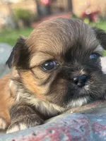 Goldie, a female Shih Tzu for sale in Mobile, AL – Photo 3 of 5