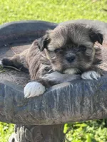 Goldie, a female Shih Tzu for sale in Mobile, AL – Photo 2 of 6