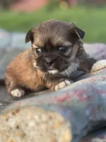 Goldie, a female Shih Tzu for sale in Mobile, AL – Photo 1 of 5