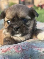 Goldie, a female Shih Tzu for sale in Mobile, AL – Photo 2 of 5