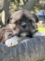 Goldie, a female Shih Tzu for sale in Mobile, AL – Photo 5 of 6