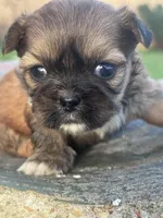 Goldie, a female Shih Tzu for sale in Mobile, AL – Photo 5 of 5